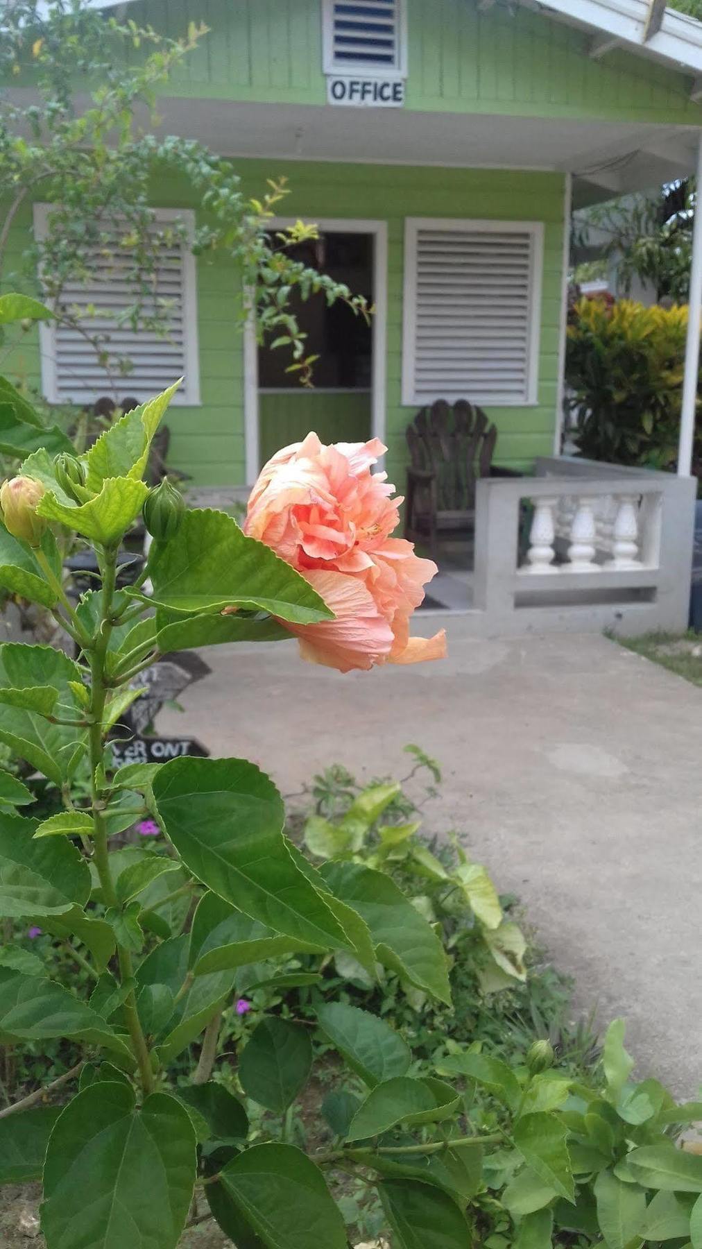 Roots Bamboo Beach Resort Negril Eksteriør bilde